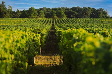 Paisagem de vinhedos, região vinícola de Bordeaux - França - Peregrina Turismo